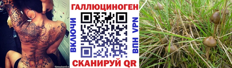 Галлюциногенные грибы GOLDEN TEACHER  Купить где  Поворино 